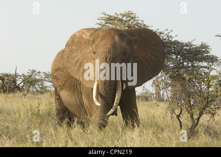 Elefant in Ebenen Stockfoto