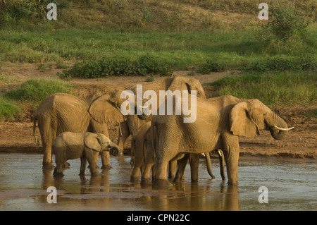 Elefanten in Uaso Nyiro Fluss trinken Stockfoto