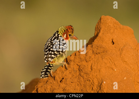 Rot und gelb Barbet auf Termite mound Stockfoto