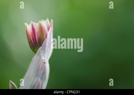 Nectaroscordum Siculum. Allium Siculum Blumen Stockfoto