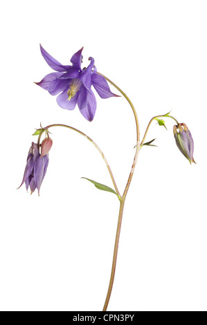 Aquilegia Vulgaris Blume Blätter und Knospen isoliert gegen weiß Stockfoto