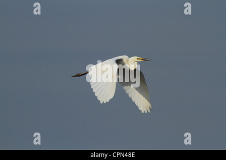 Eines das Paar erfolgreich in Großbritannien nisten Silberreiher fliegt auf der Suche nach Nahrung für ihre Küken. Stockfoto