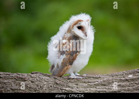 Schleiereule (Tyto Alba) Küken Porträt von Vogel im Profil thront auf einem Baumstamm getroffen unter kontrollierten Bedingungen Stockfoto