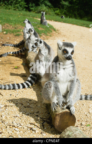 Kattas (Lemur Catta) aufgereiht auf log Stockfoto