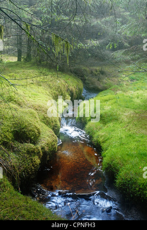 Stream von Torf aus den umliegenden Moorlandschaften, läuft durch einen Wald auf der Hochebene von Migneint gefärbt. Stockfoto