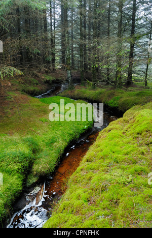 Stream von Torf aus den umliegenden Moorlandschaften, läuft durch einen Wald auf der Hochebene von Migneint gefärbt. Stockfoto