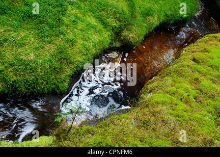 Stream von Torf aus den umliegenden Moorlandschaften, läuft durch einen Wald auf der Hochebene von Migneint gefärbt. Stockfoto