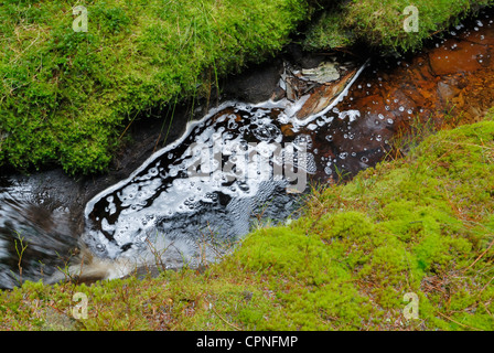 Stream von Torf aus den umliegenden Moorlandschaften, läuft durch einen Wald auf der Hochebene von Migneint gefärbt. Stockfoto