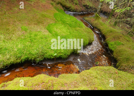 Stream von Torf aus den umliegenden Moorlandschaften, läuft durch einen Wald auf der Hochebene von Migneint gefärbt. Stockfoto