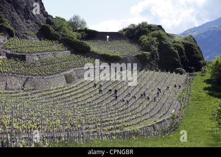 Arbeitnehmer sind in der Regel Reben auf den Terrassen unterhalb der Burgruine Tourbillon in Sion, der Hauptstadt des Wallis, Schweiz Stockfoto