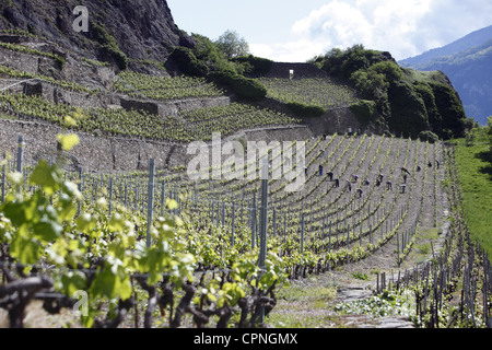 Arbeitnehmer sind in der Regel Reben auf den Terrassen unterhalb der Burgruine Tourbillon in Sion, der Hauptstadt des Wallis, Schweiz Stockfoto