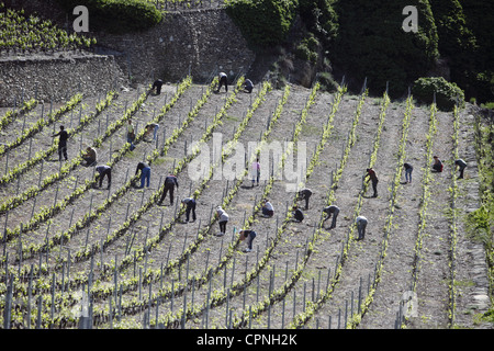 Arbeitnehmer sind in der Regel Reben auf den Terrassen unterhalb der Burgruine Tourbillon in Sion, der Hauptstadt des Wallis, Schweiz Stockfoto