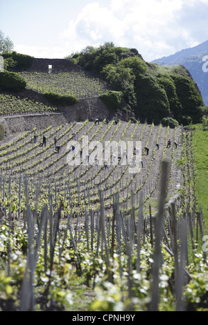 Arbeitnehmer sind in der Regel Reben auf den Terrassen unterhalb der Burgruine Tourbillon in Sion, der Hauptstadt des Wallis, Schweiz Stockfoto