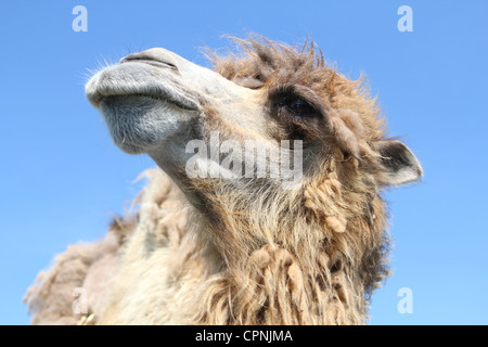 Baktrischen Kamel an der West Midlands Safaripark, Worcestershire, England, UK Stockfoto