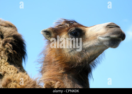 Baktrischen Kamel an der West Midlands Safaripark, Worcestershire, England, UK Stockfoto