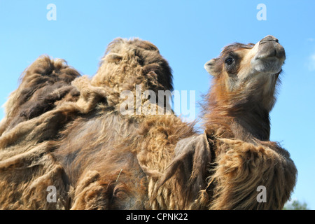 Baktrischen Kamel an der West Midlands Safaripark, Worcestershire, England, UK Stockfoto