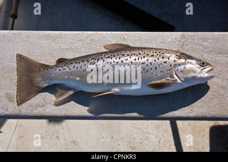 Große Forellen (4 lb 7 oz-2,1 kg) fing bei Grafham Water Reservoir, Cambridgeshire, England, Vereinigtes Königreich. Stockfoto