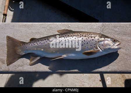 Große Forellen (4 lb 7 oz-2,1 kg) fing bei Grafham Water Reservoir, Cambridgeshire, England, Vereinigtes Königreich. Stockfoto