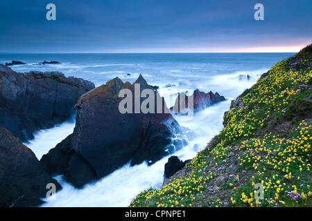Schroffe Felsen am Hartland Quay Stockfoto
