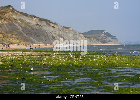 Bei Ebbe am Strand von Charmouth. Stockfoto