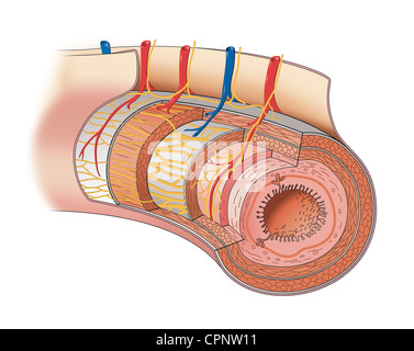 VERDAUUNGSSYSTEM, ILLUSTRATION Stockfoto