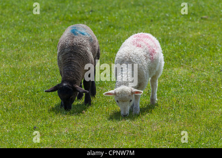 zwei Lamm, eine schwarze und eine weiße Weiden, South Downs. Stockfoto