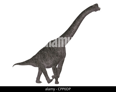 Illustration eines Brachiosaurus (Dinosaurier-Arten) isoliert auf weißem Hintergrund Stockfoto