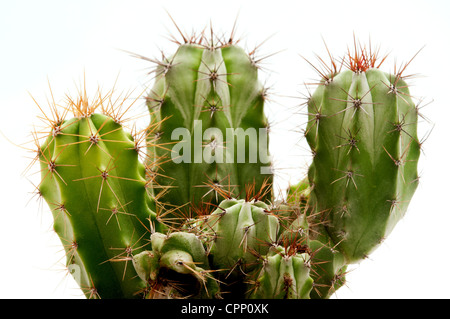 Polaskia Chichipe auf weißem Hintergrund Stockfoto