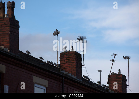 Reihenhaus in größere Manchester Salford Lancashire, Vögel fliegen von den Dächern Stockfoto