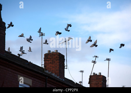 Reihenhaus in größere Manchester Salford Lancashire, Vögel fliegen von den Dächern Stockfoto
