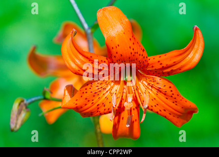 Nahaufnahme von einem schönen orange Blumen Stockfoto