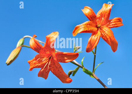 Nahaufnahme von einem schönen orange Blumen Stockfoto
