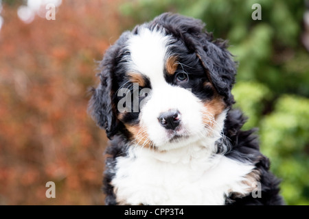 Sechs Wochen alten Berner Sennenhund Welpen. Stockfoto