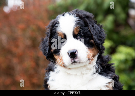 Sechs Wochen alten Berner Sennenhund Welpen. Stockfoto