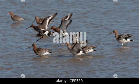 Black-tailed Godwits in Schwimmbädern Stockfoto