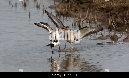 Black-tailed Godwits in Schwimmbädern Stockfoto