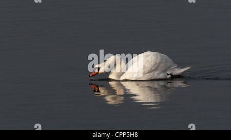 Mute Swan gleiten mit vollständigen Reflexion Stockfoto