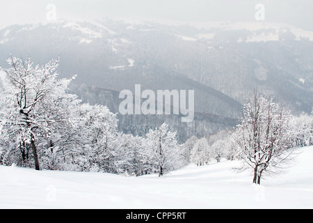 Schneebedeckte Zweige im Winterwald Stockfoto