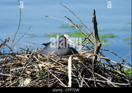 Weibliche Erwachsene Blässhuhn Inkubation Eiern auf einem Haufen von Schilf. Stockfoto