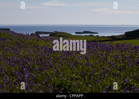 Eine Schneise der Glockenblumen auf einem Hügel, der Blick auf das Meer auf der Insel von Canna, kleinen Inseln, Schottland Stockfoto