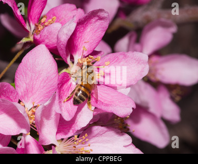 eine Honigbiene bestäubt eine rosa dekorative Blume Blüte Stockfoto