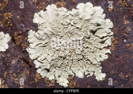 Makro-Bild des grauen grünen Flechten auf einem dunklen Basaltfelsen Stockfoto