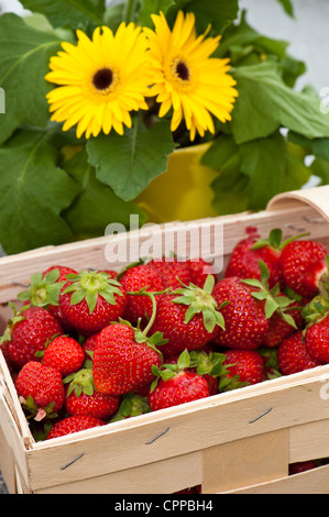 Frische Erdbeeren in einen Korb und Gänseblümchen im Hintergrund Stockfoto