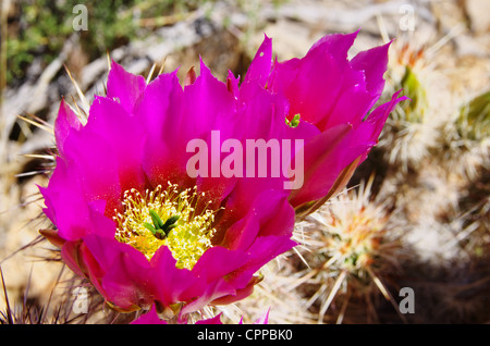 Makro-Bild der rosa Prickly Pear Cactus Blumen Stockfoto