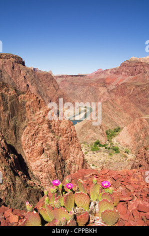 Stachelige Birne Kaktus Blumen am Rande der inneren Schlucht in den Grand Canyon Stockfoto