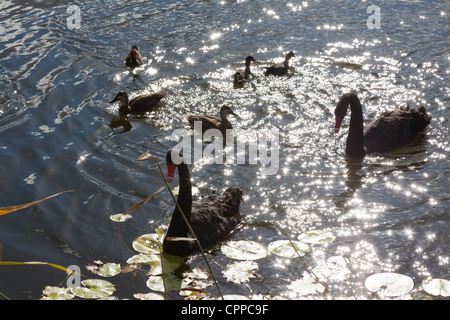 Schwarze Schwäne und Enten am See, Nahaufnahme Stockfoto