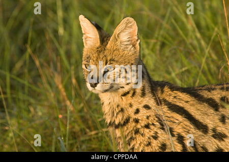 Serval Katze-Kopf geschossen Stockfoto