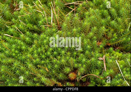 Sphagnum-Moos auf einem Torfmoor. Stockfoto