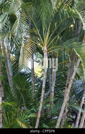 Eine Gruppe von Palmen Stockfoto