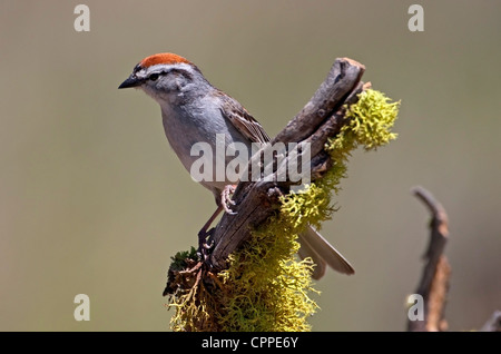 Chipping Sparrow (Spizella Passerina) thront auf einem Ast in der Nähe von einem kleinen Teich an Cabin Lake, Oregon, USA im Juni. Stockfoto